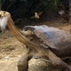 The proliferation of Darwins began with a now-extinct mammalian species, which at one time roamed the islands foraging for specimens of flora and fauna to collect and classify.